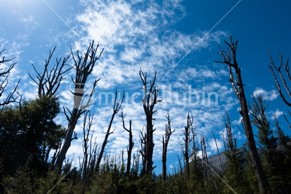 Dead Beech Forest -Paradise Valley near  Glenorchy, Queenstown