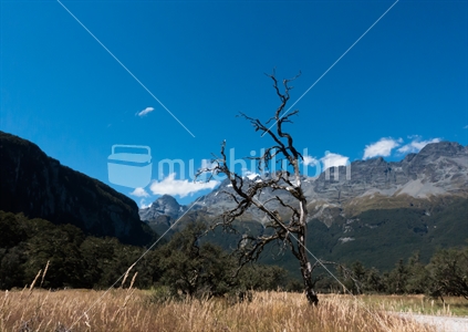 Lone beech tree, Paradise Valley, Glenorchy, Queenstown 