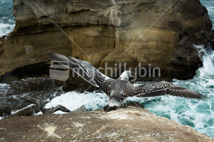 Juvenile Australasian Gannet contemplating its inaugural flight to Australia at the Muriwai Gannet Colony (motion blur)