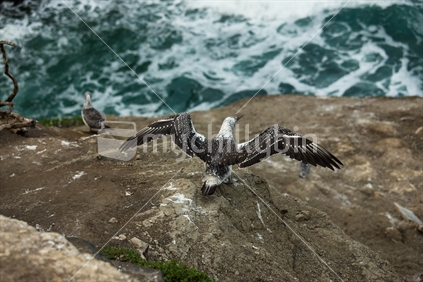 Juvenile Australasian Gannet contemplating its inaugural flight to Australia at the Muriwai Gannet Colony (High ISO)