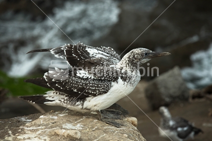 Juvenile Australasian Gannet perched on the edge of a cliff at the Muriwai Gannet Colony (High ISO)