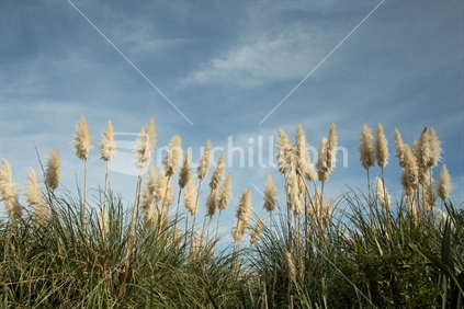 Toe Toe grass with blue sky behind (Raised ISO)