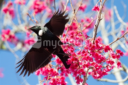 Tui in flight and the Taiwanese Flowering  Prunus in Auckland  (some motion blur)