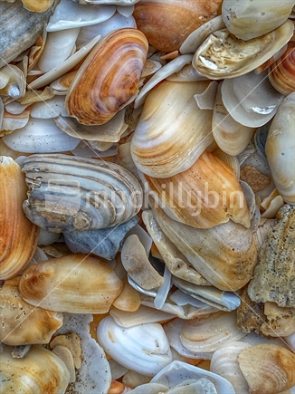 Shells on Buffalo Beach Coromandel