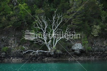 Whangaroa Harbour dead Pohutukawa probably from possom damage