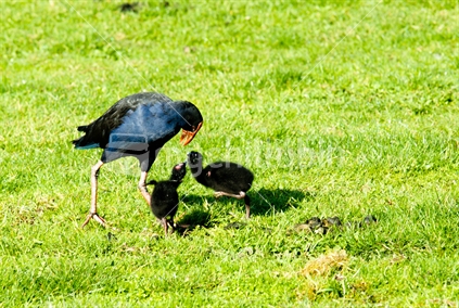 Pukeko with two baby chicks