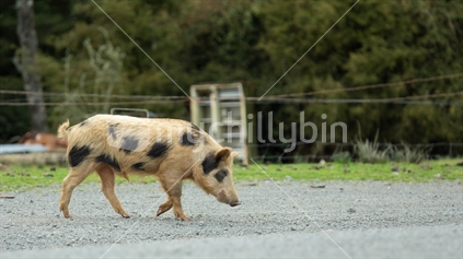 The 309 road is well known for these kuni kuni pigs