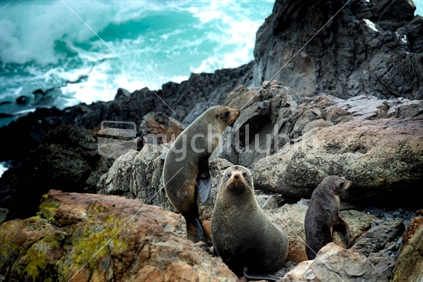 Seals at Cape Palliser