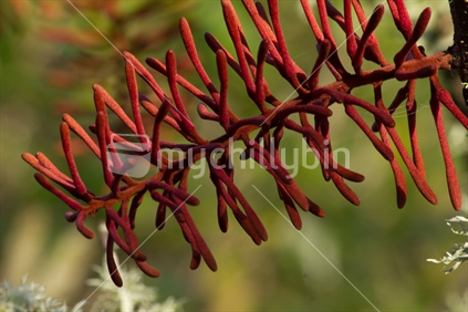 RewaRewa is a native tree in New Zealand. This red bloom is out in October most years.