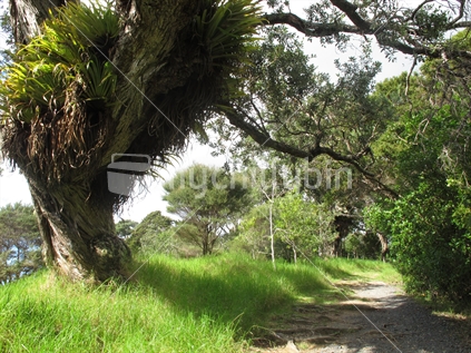 Whale Bay in Northland is a beautiful location with sandy beaches and old Puriri trees.