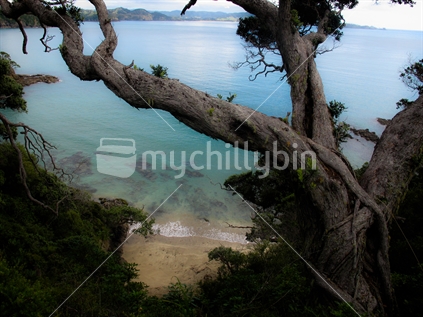 Beautiful Whale Bay viewed through a Pohutukawa tree in Northland, near the township of Matapouri, New Zealand