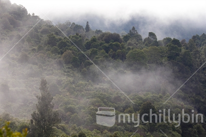 A misty morning in the native tree covered hills near Lake Tarawera.