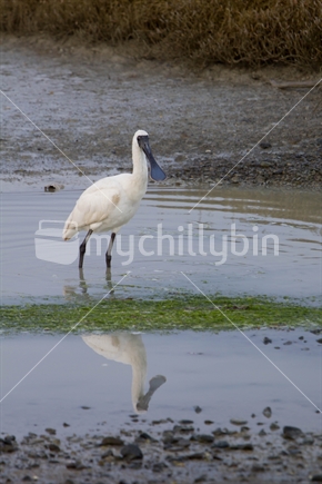 Spoonbills live in the tidal mudflat areas around Nelson