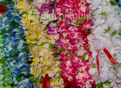 Many of the Polynesian people living in New Zealand buy floral leis for ceremonial occasions. 