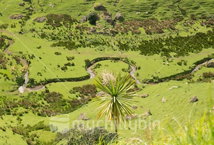 This rural scene near Tuakau in the north Island includes a stream and an iconic Cabbage Tree (focus) 