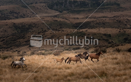 Kaimanawa wild horses and foal.  Roaming on NZ Army land near Waiouru.