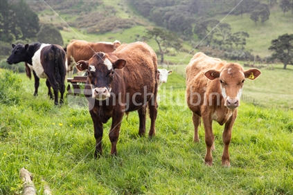 Small Herd of Cows
