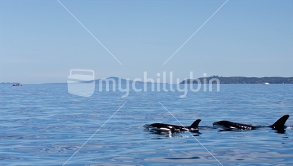 Orcas in the Hauraki Gulf, Auckland
