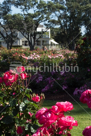 Parnel Rose Gardens, Auckland