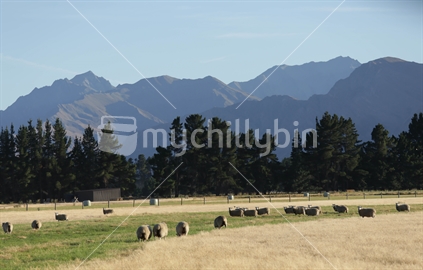 Sheep and Hay bales on  a farm in Central Otago