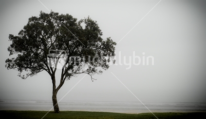 Foggy day at Browns Bay, Auckland