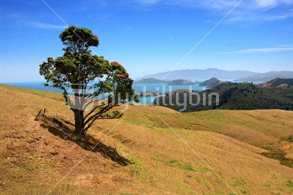 A pohutukawa tree stands guard looking across sunny bays, Coromandel