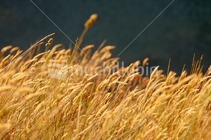 Long Golden Summer Grass with water in the background
