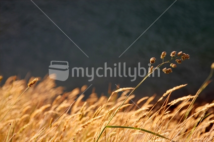 Long grass in the summer evening's golden light