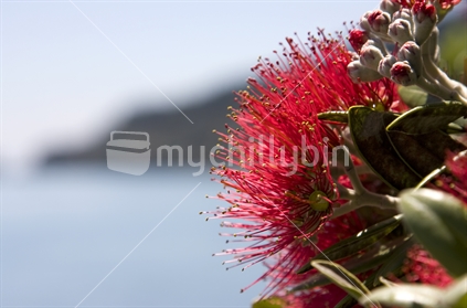 Pohutukawa tree flower with a New Zealand beach in the background.