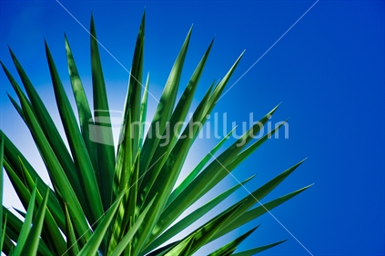 blue background yucca plant