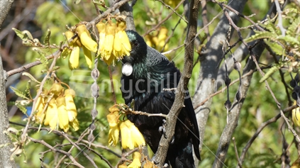 Tui feeding in Kowhai tree