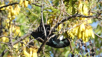 Tui feeding upside down in Kowhai tree