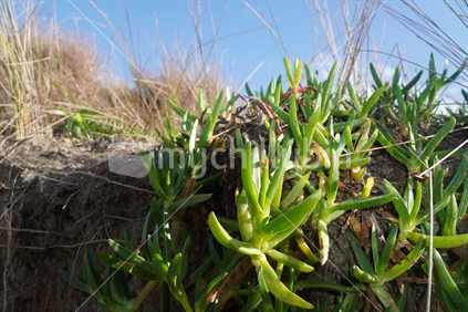 Horokaka plant at beach