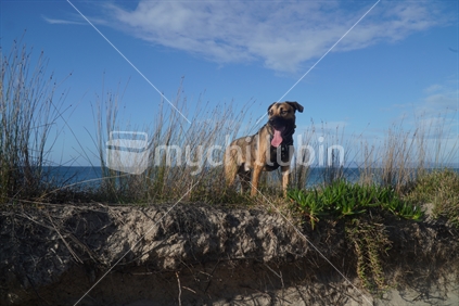 Happy Brown dog in sand dunes