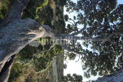 Pohutukawa tree trunk