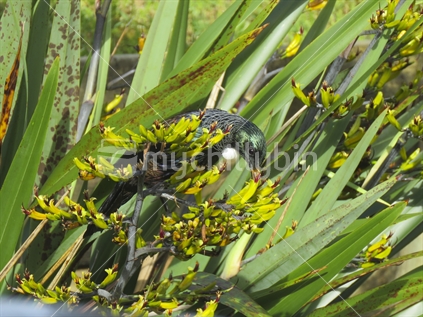 Tui bird in flax bush harakeke