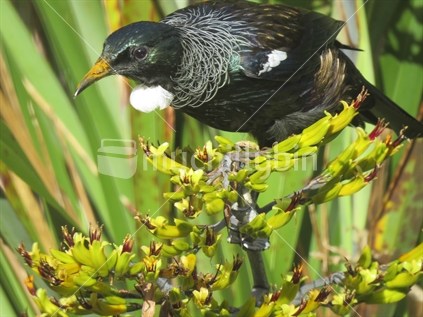 Tui bird in flax bush harakeke