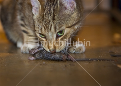 Tabby cat with mouse/rat