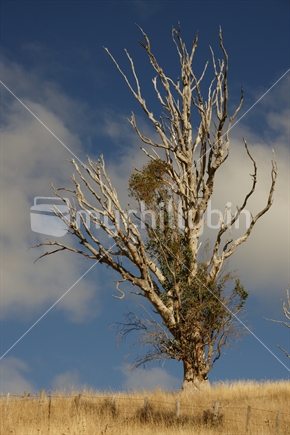 Tree standing on a ridge at Little River, Banks Peninsula, Canterbury, New Zealand. 