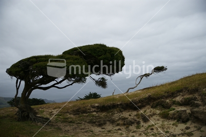 Coastal wind blown Manuka tree, Otago Peninsula, New Zealand