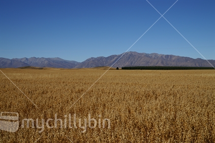 Crop of oats (distant focus), Tekapo