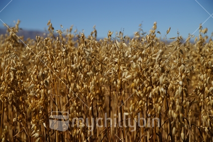 Crop of oats, Tekapo