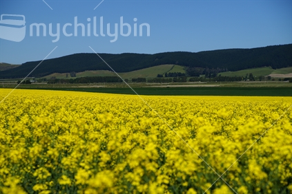 A flowering crop of Canola