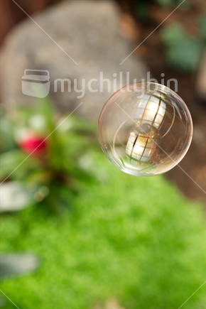 Bubble, floating above ground cover.