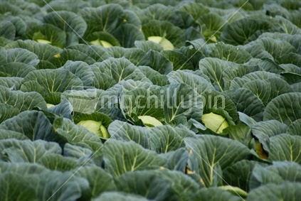 Cabbages in field