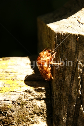 Cicada shell on a post