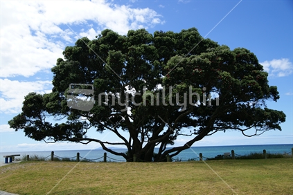Iconic Pohutukawa tree, Mt Maunganui, Bay of Plenty