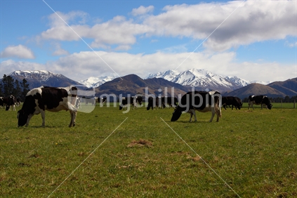 Cows grazing in farm, South Canterbury, New Zealand