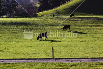 Cows grazing in farm, North Canterbury, New Zealand