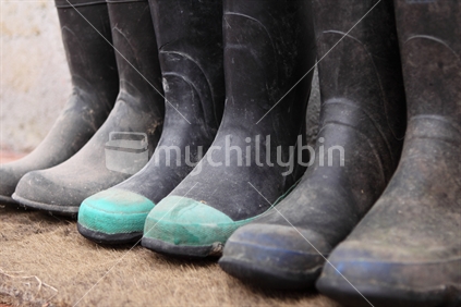 Row of dirty gumboots after a hard day's outdoor work